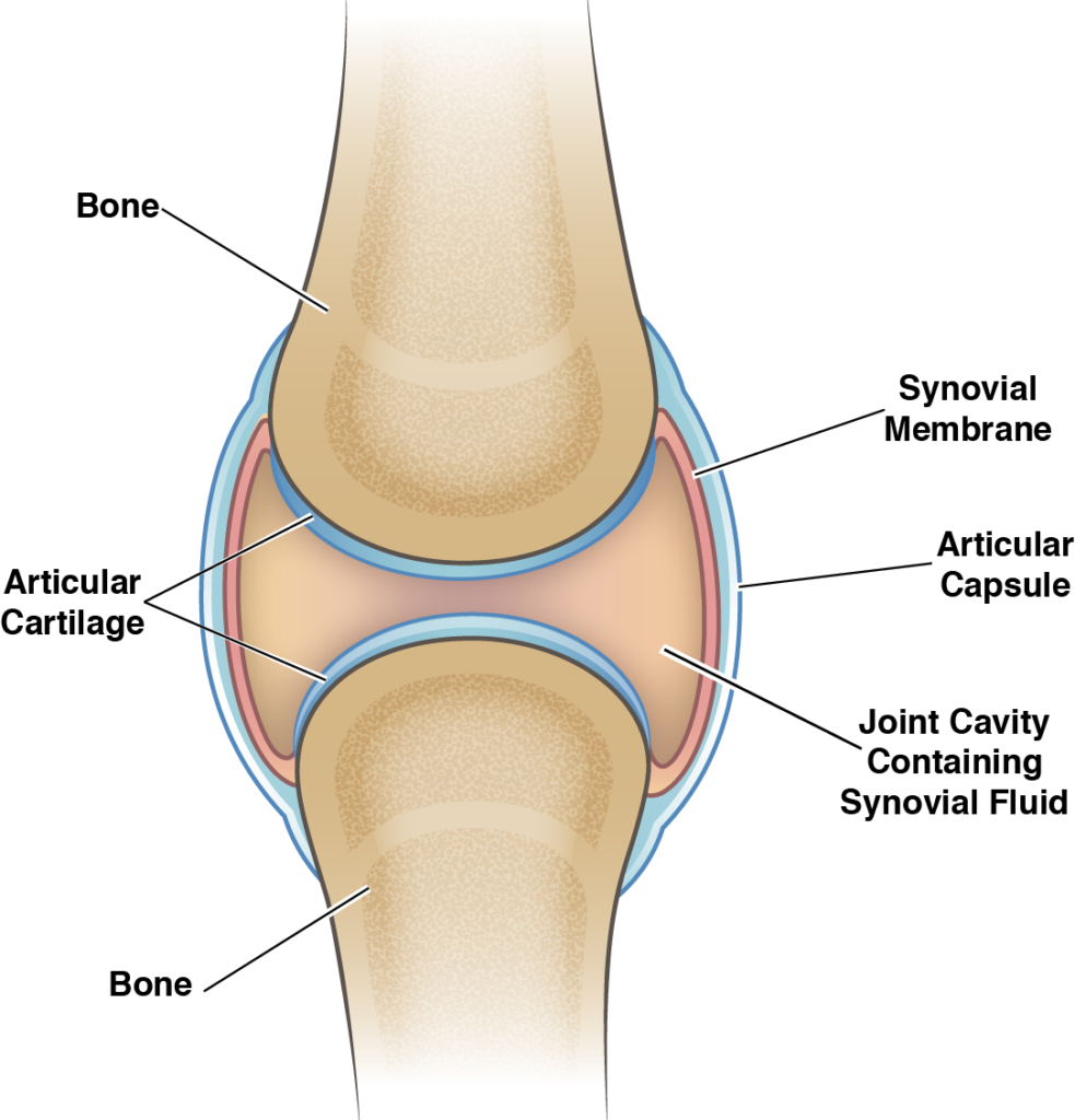 Knee Joint Cavity Diagram