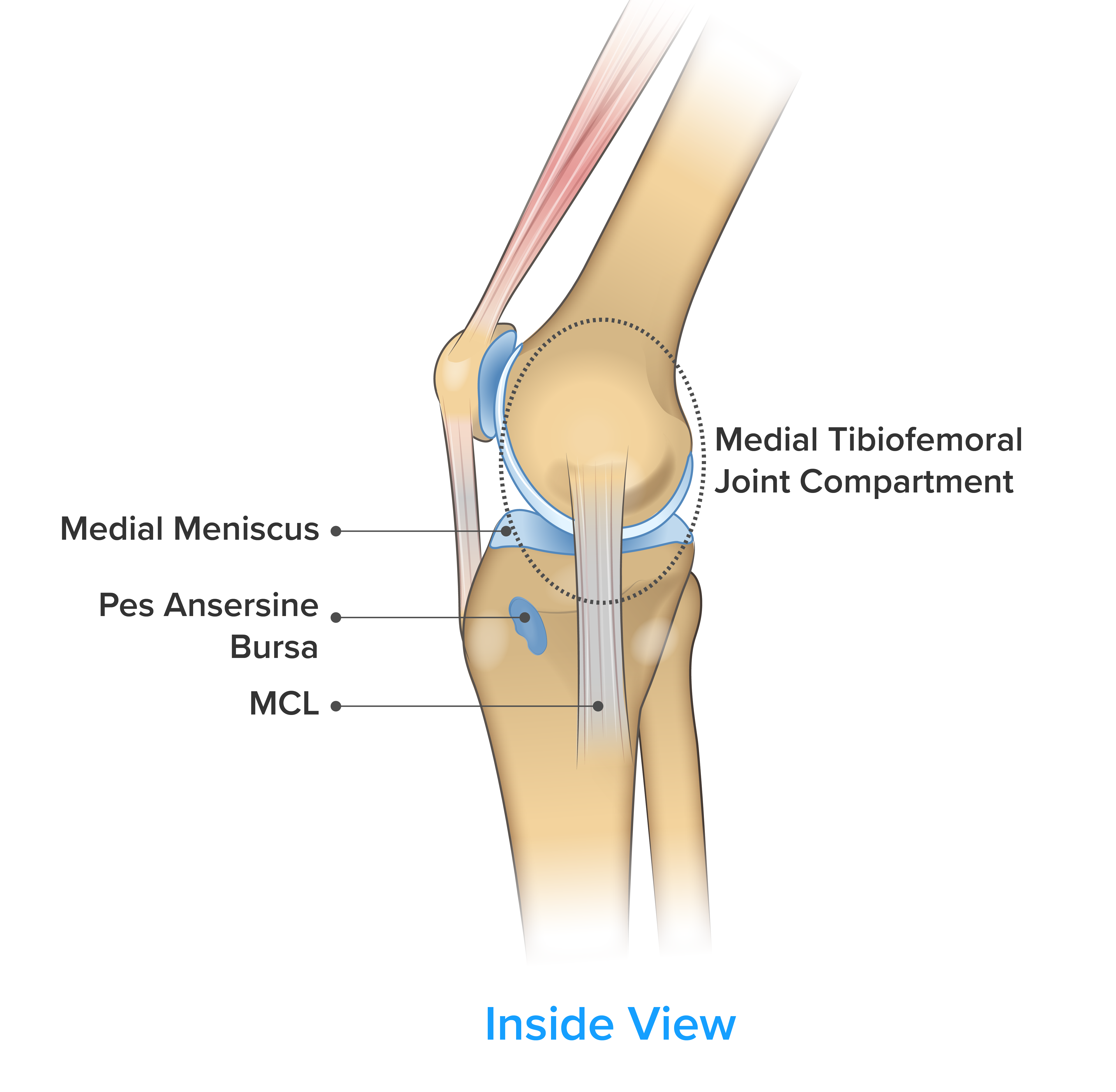 Look After your Knees” - Knee Pain & Knee Conditions
